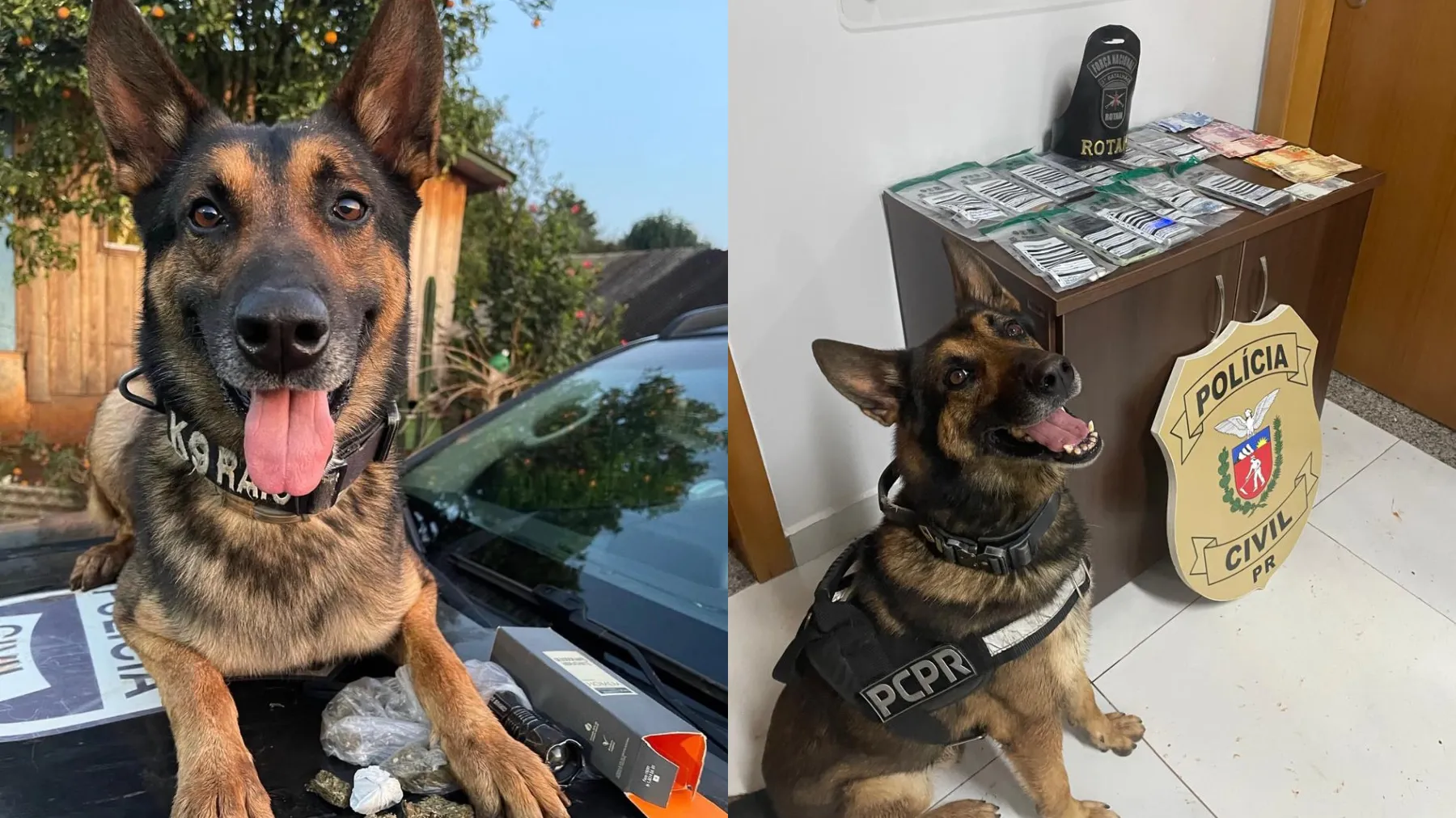 Cão policial Raio, pastor-belga, com uma perna amputada, sentado ao lado de seu tutor policial, após se aposentar por câncer.