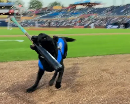 Cachorro labrador Champ recolhendo taco de beisebol em campo, Durham Bulls
