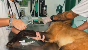 Aumento Preocupante: Sarna em Animais Silvestres Cresce 700% em São Paulo