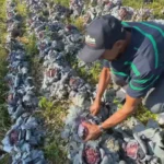 Campo agrícola em Piedade após chuva de granizo com lavouras danificadas e prejuízo visível.