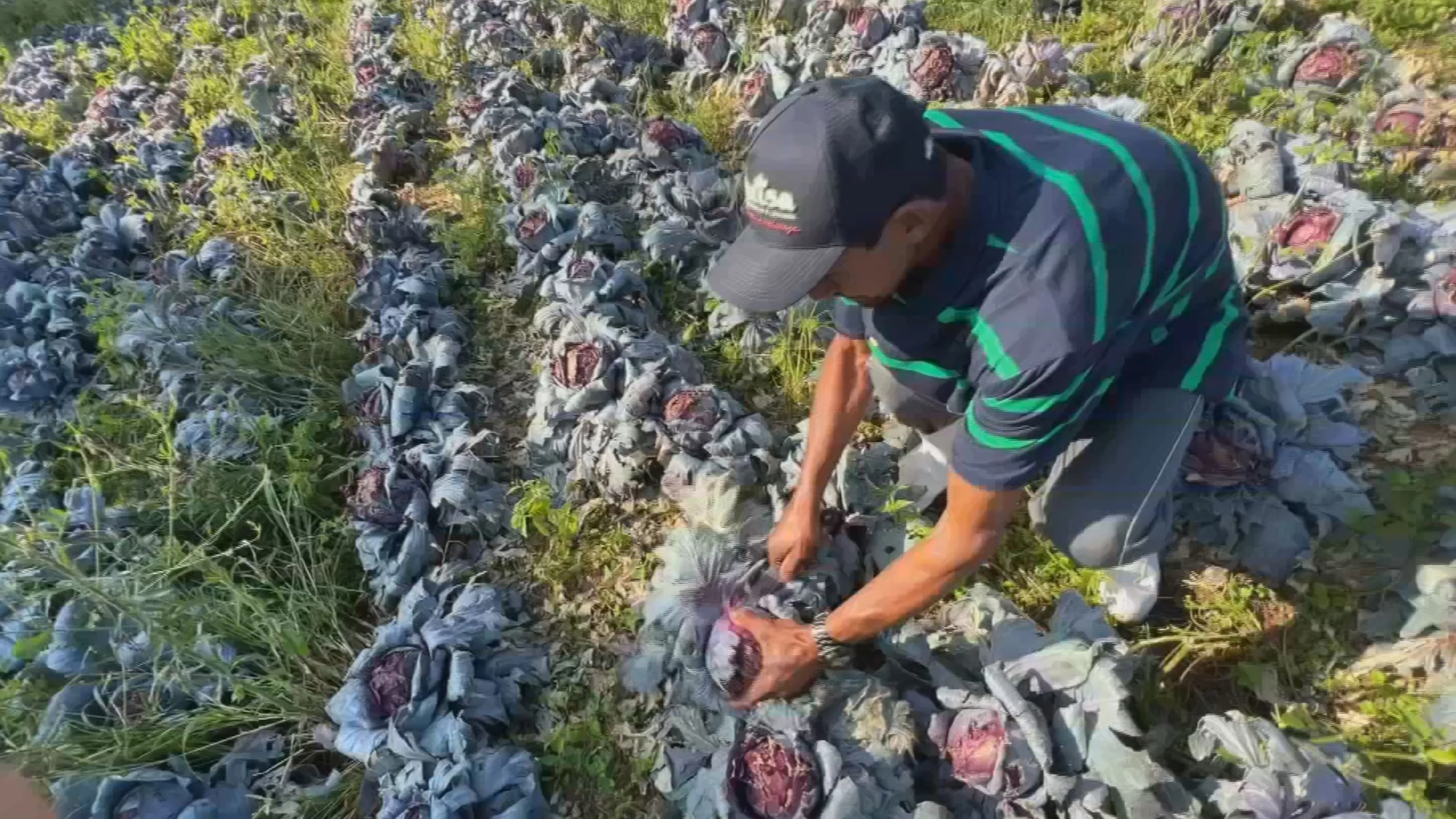 Campo agrícola em Piedade após chuva de granizo com lavouras danificadas e prejuízo visível.