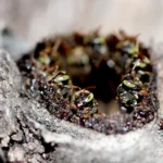 Abelhas urbanas polinizando flores em ambiente citadino