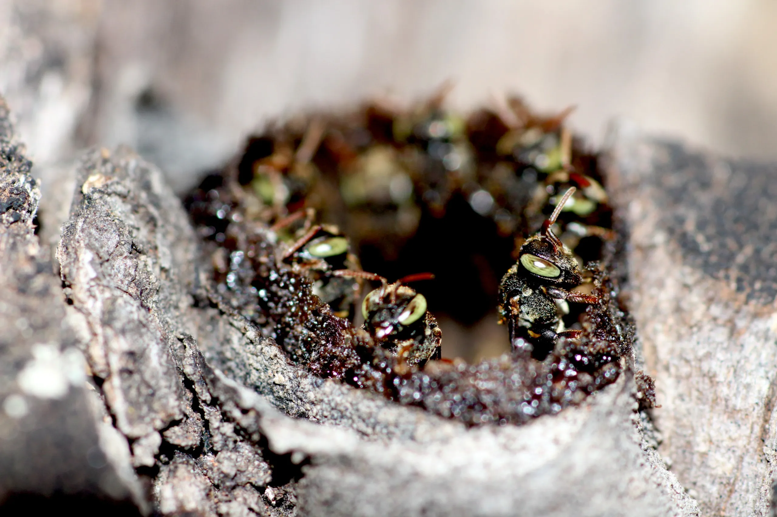 Abelhas urbanas polinizando flores em ambiente citadino