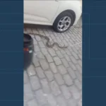 Cobra sendo resgatada por bombeiro em rua do Humaitá, Rio de Janeiro