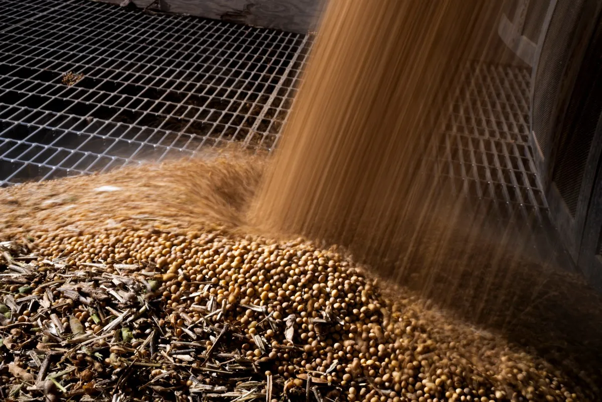 Campos de soja e milho, agricultura brasileira, safra 2025/26, clima seco, colheita, agronegócio, lavouras