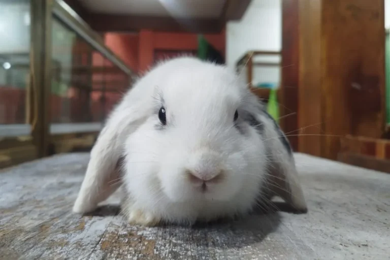 Coelho saudável em cercado com feno e água