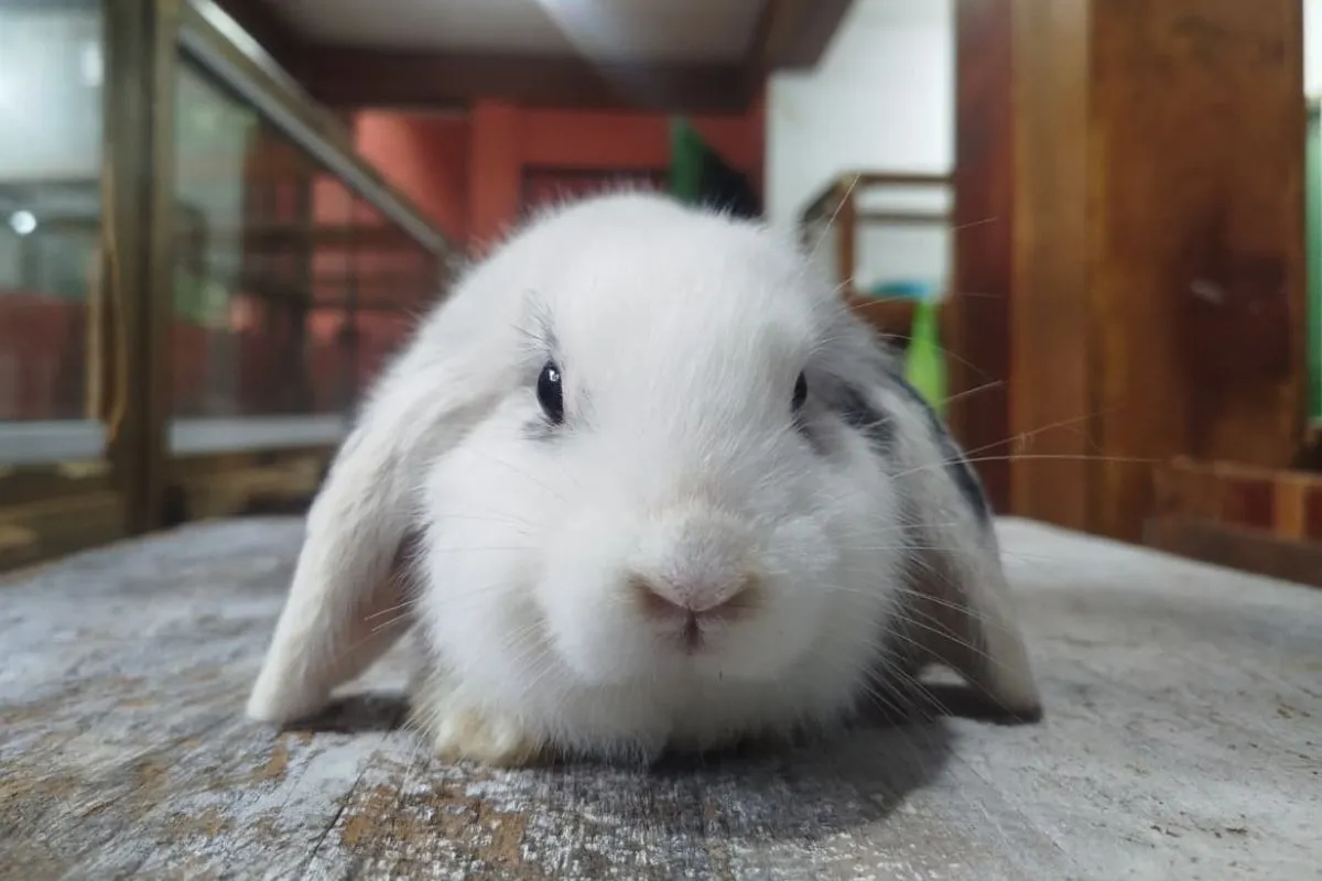 Coelho saudável em cercado com feno e água