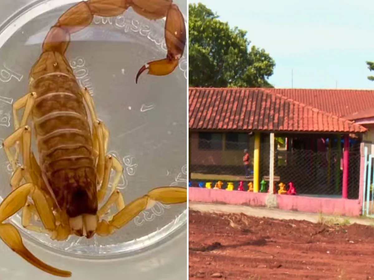 Escorpião perto de brinquedo infantil em creche de Araraquara, SP