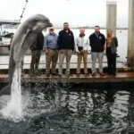 Golfinho e leão-marinho militares em missão de treinamento da Marinha dos EUA, operando com equipamentos especializados.