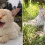 Gato Gordo, mascote da TV Diário, sentado em uma mesa de redação.