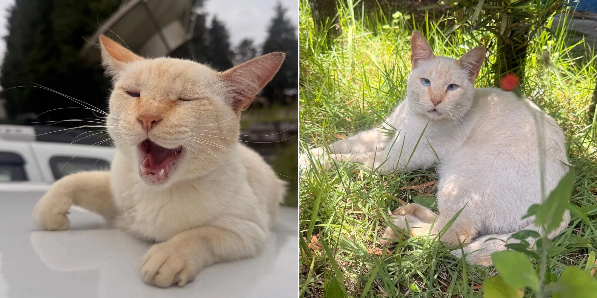 Gato Gordo, mascote da TV Diário, sentado em uma mesa de redação.