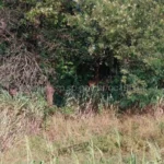 Corpo em decomposição encontrado na Rodovia Anhanguera, Araras, SP