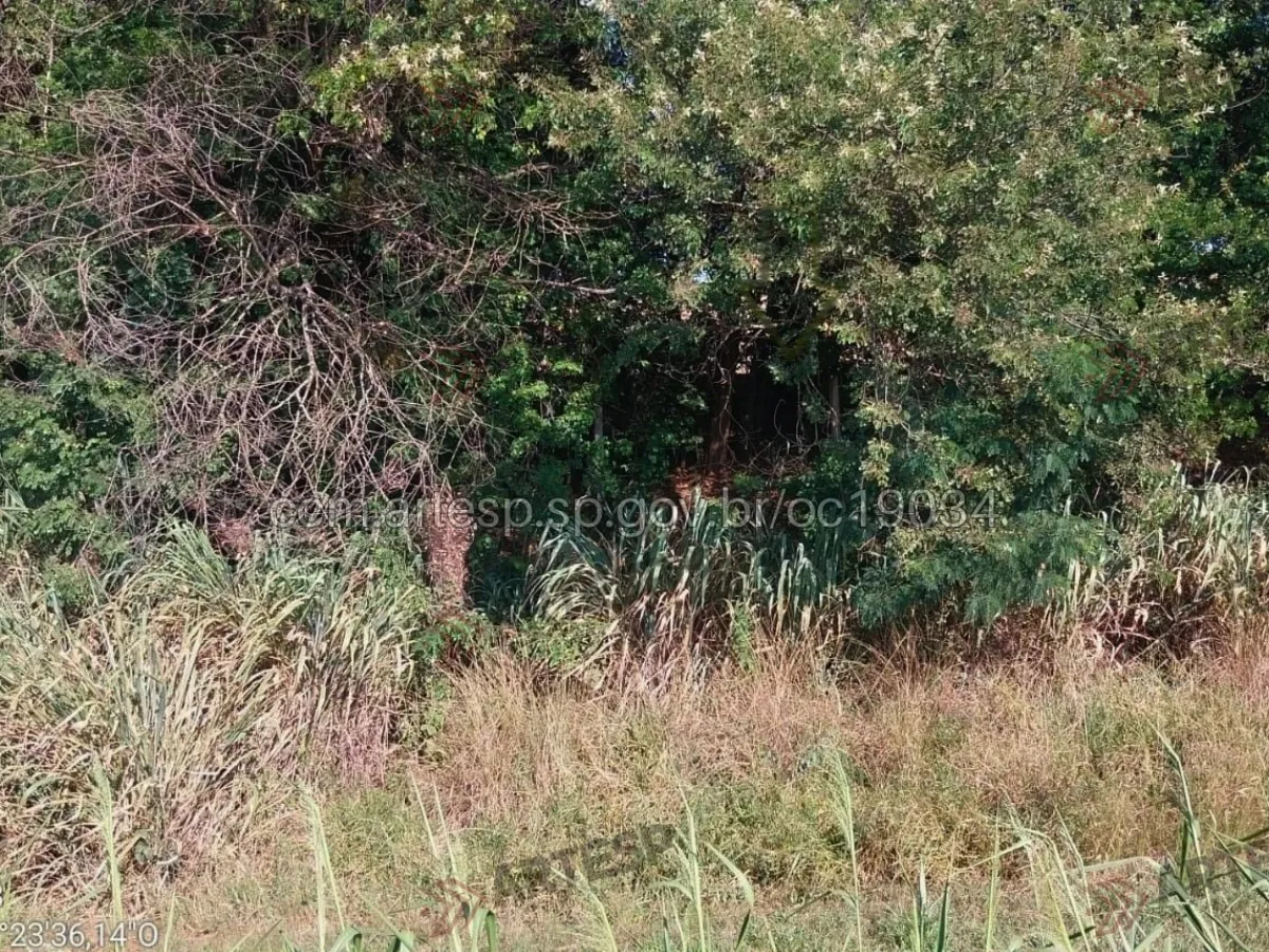 Corpo em decomposição encontrado na Rodovia Anhanguera, Araras, SP