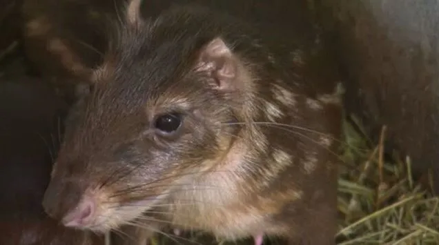 Paca em cativeiro para criação comercial