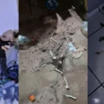 Criança resgatada, abandono infantil, maus-tratos animal, Assis, negligência, polícia, casa suja, pulgas