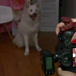 Cachorro comendo bolo, gato em estúdio de fotografia, cães brincando em creche pet em Campinas