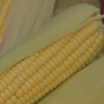 Campo de milho verde em Capela do Alto, lavoura, agricultura familiar, colheita