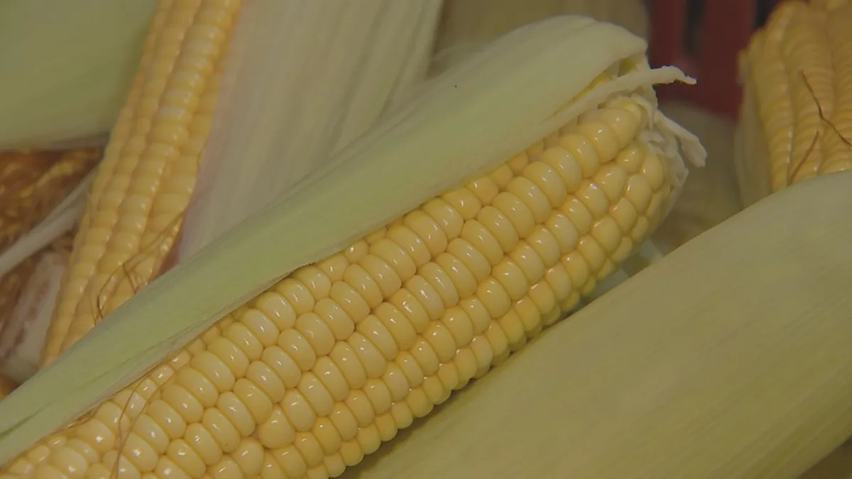 Campo de milho verde em Capela do Alto, lavoura, agricultura familiar, colheita