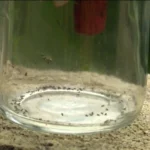 Mosquitos Aedes e maruim, vetores de doenças, em cenário de mudanças ambientais