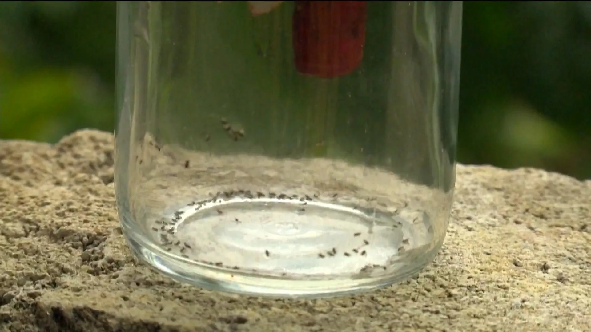 Mosquitos Aedes e maruim, vetores de doenças, em cenário de mudanças ambientais