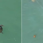 Duas tartarugas marinhas verdes em Santos vistas por drone