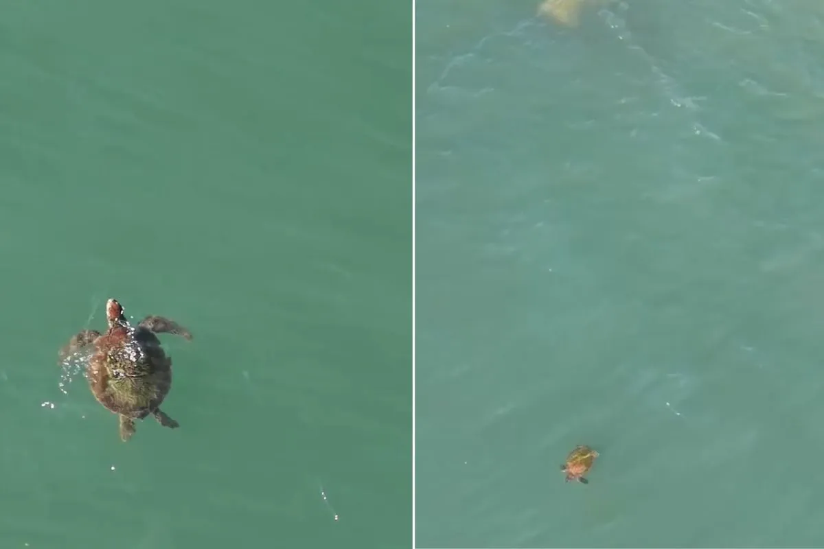 Duas tartarugas marinhas verdes em Santos vistas por drone
