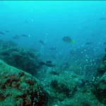 Camarão, crustáceos e vírus marinho CMNV