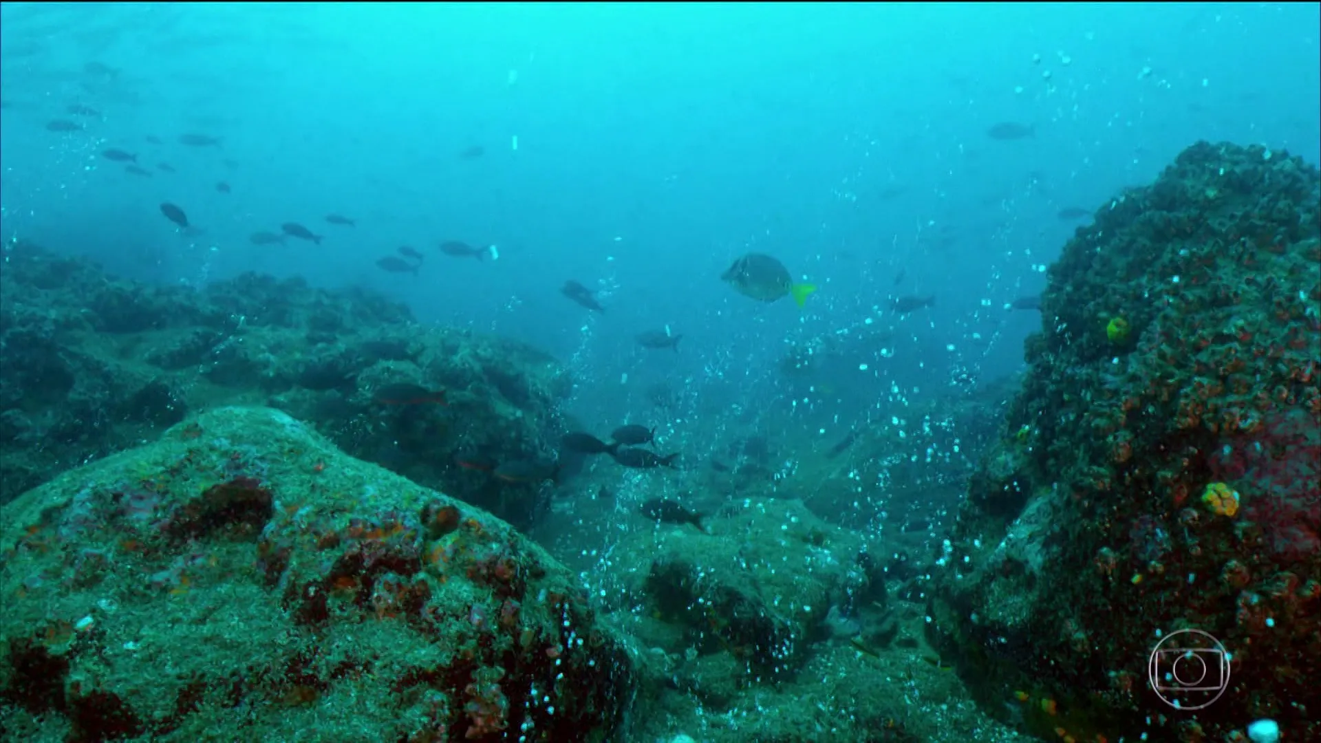Camarão, crustáceos e vírus marinho CMNV