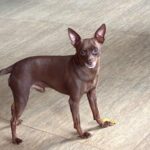 Cachorro Kiko desaparecido, pet do cantor Edson e Déia Cypri