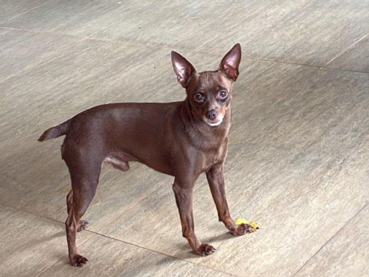 Cachorro Kiko desaparecido, pet do cantor Edson e Déia Cypri