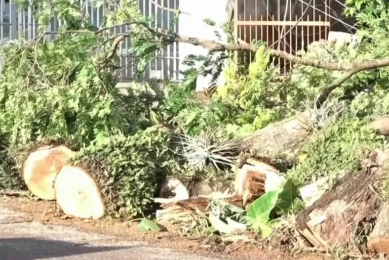 Rua arborizada de Maringá, remoção de árvores, licitação prefeitura
