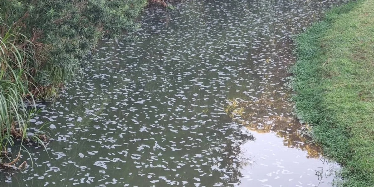 Espuma branca no Rio Lavapés em Botucatu devido a esgoto vazado por erosão