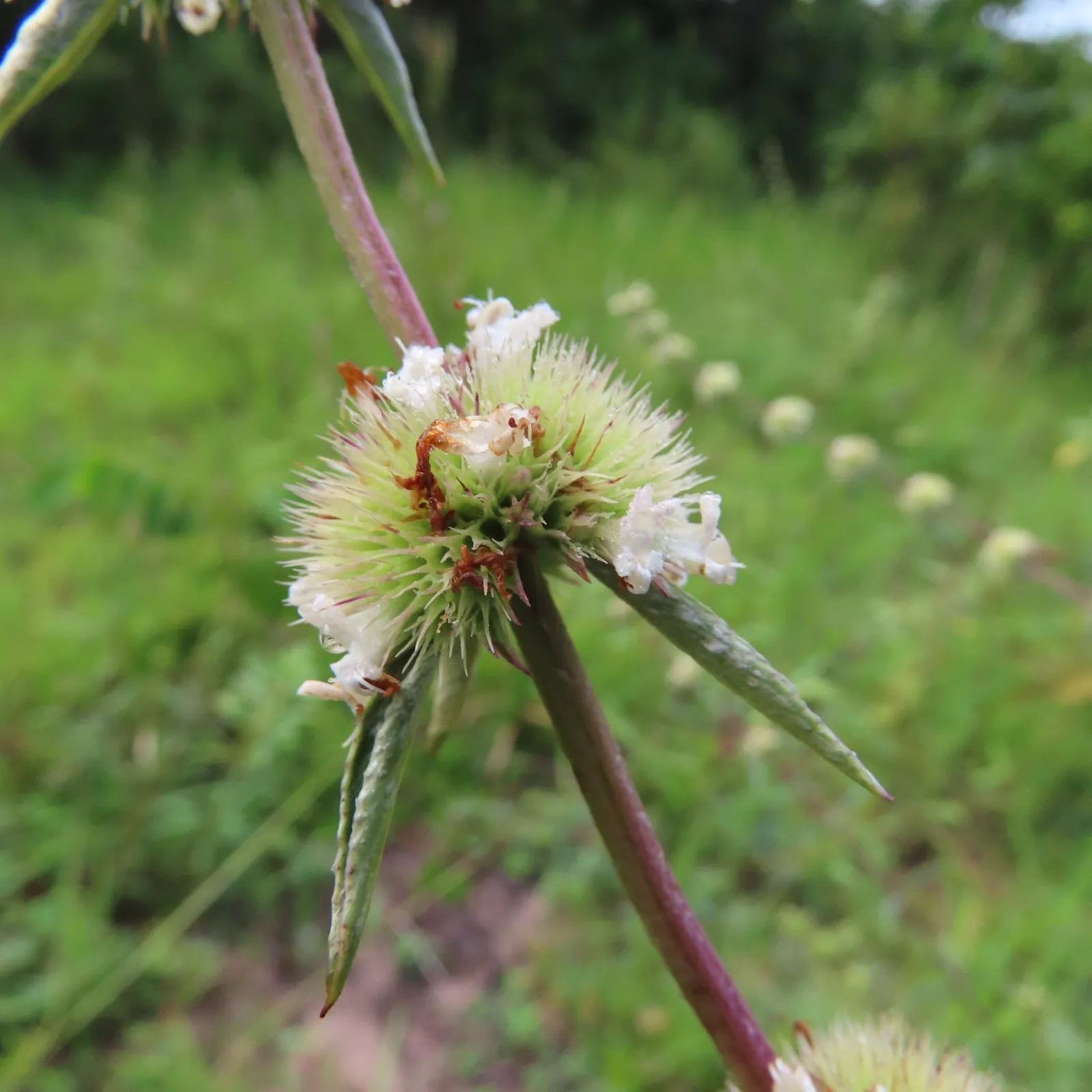Hyptis argentea planta prateada Cerrado Goiás redescoberta