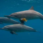 Cientistas analisam espectrogramas de comunicação animal (golfinhos, elefantes, morcegos) em telas com IA.