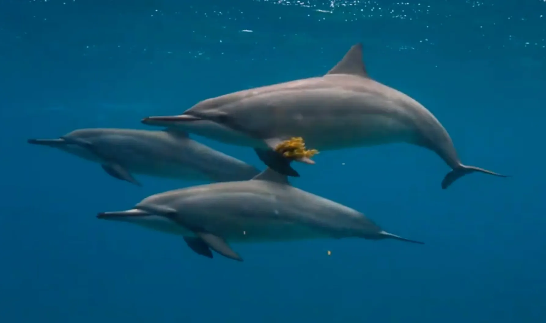 Cientistas analisam espectrogramas de comunicação animal (golfinhos, elefantes, morcegos) em telas com IA.