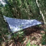 Insetos em parques urbanos, abelhas polinizadoras, vespas parasitoides, formigas em ambiente urbano, biodiversidade em São Carlos