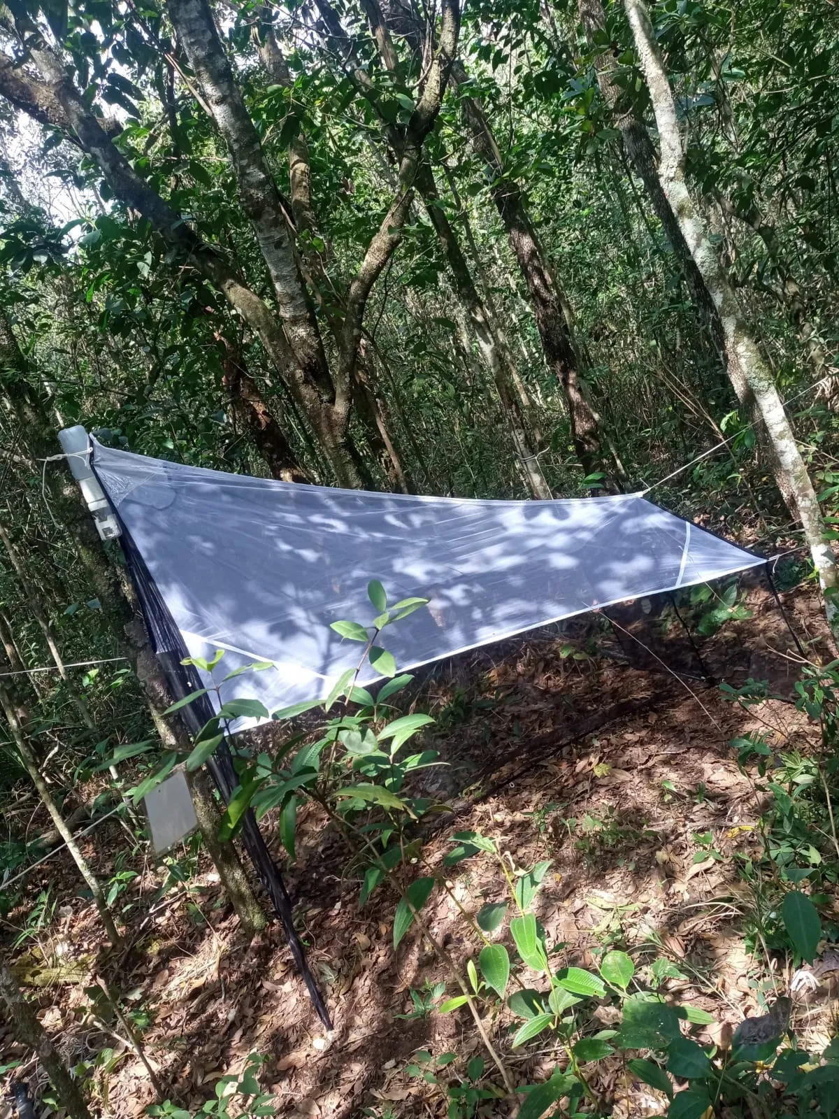 Insetos em parques urbanos, abelhas polinizadoras, vespas parasitoides, formigas em ambiente urbano, biodiversidade em São Carlos