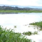 Rio Piracicaba com poluição por antibióticos e planta Salvinia auriculata