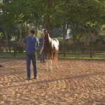 Pessoas e animais em exposição na Expo Agro de Itapetininga