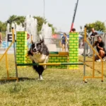 Cães e tutores felizes participando do Festcão Suzano no Parque Max Feffer