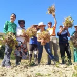 Pessoas celebrando no Festival de Cultura e Agricultura Familiar, mostrando produtos da terra e apresentações culturais.