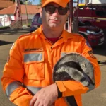 Filhote de tamanduá-bandeira em clínica, veterinária examinando, resgate de animal silvestre
