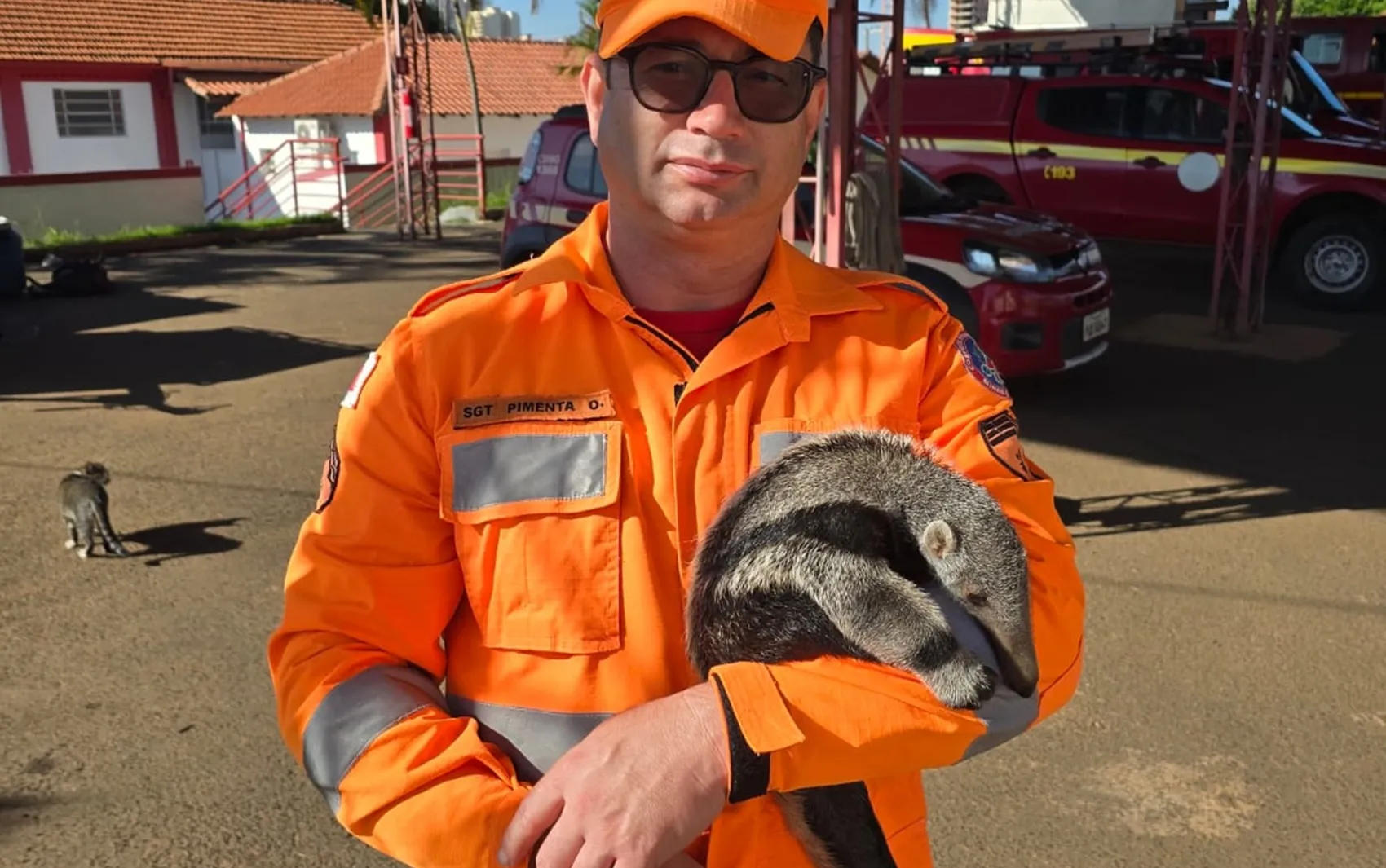 Filhote de tamanduá-bandeira em clínica, veterinária examinando, resgate de animal silvestre