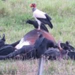 Foto de urubu-rei sobre carcaça, com urubus-pretos ao redor em Bebedouro, SP