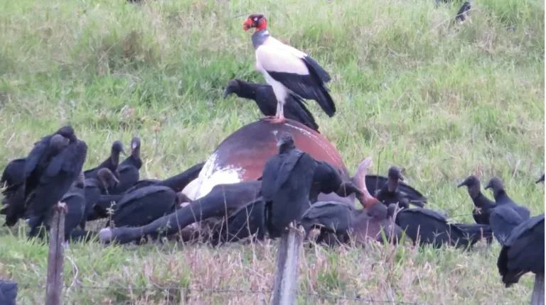 Foto de urubu-rei sobre carcaça, com urubus-pretos ao redor em Bebedouro, SP