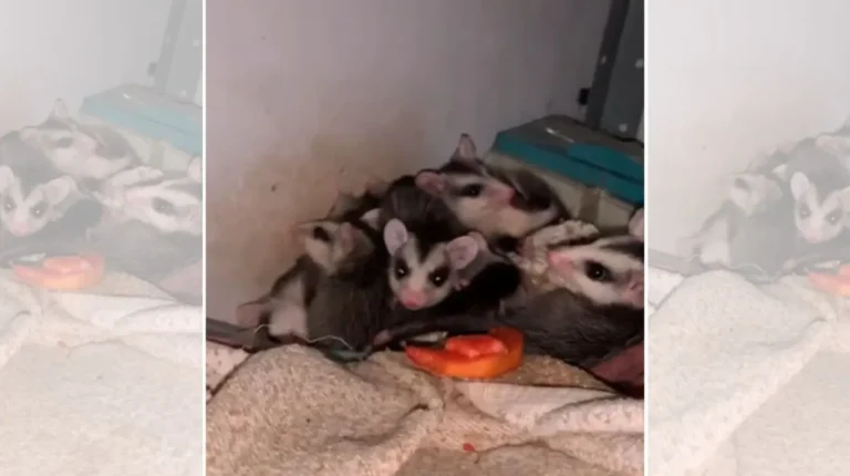 Gambá com filhotes em armário de residência em Ribeirão Preto, SP, evidenciando animais no quintal de casa.