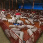 Cortes de carne suína e bovina, preços de mercado, queda da carne suína, alta da carne bovina, Cepea