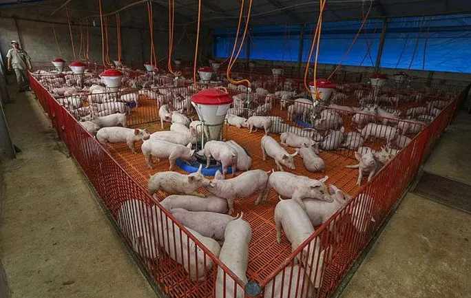 Cortes de carne suína e bovina, preços de mercado, queda da carne suína, alta da carne bovina, Cepea