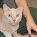 Gato laranja ativo pulando no sofá