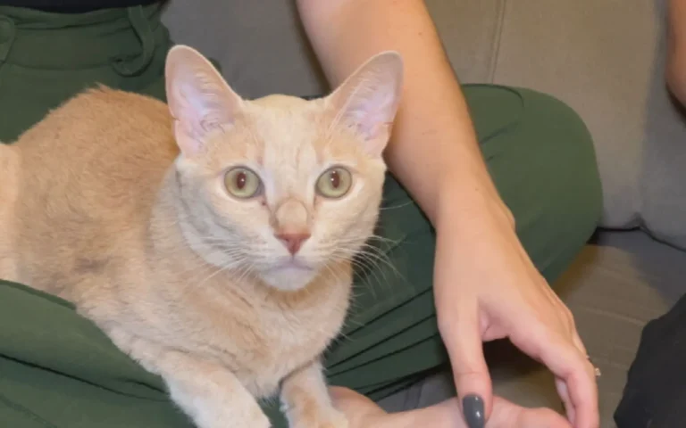 Gato laranja ativo pulando no sofá